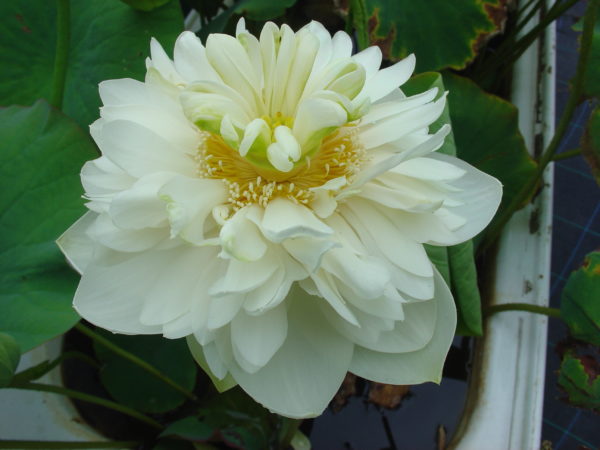 Nelumbo nucifera 'Flying Dove'