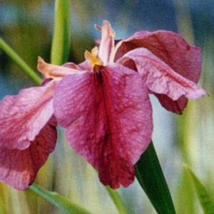 'Fulva'