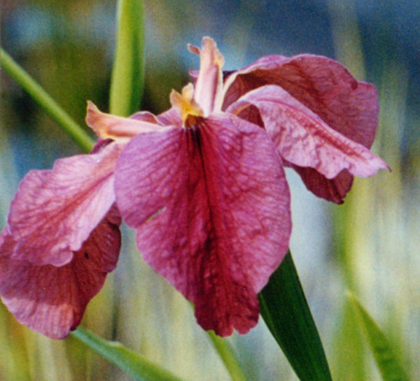 'Fulva'