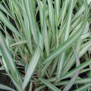 Phalaris arundinacea 'Picta'
