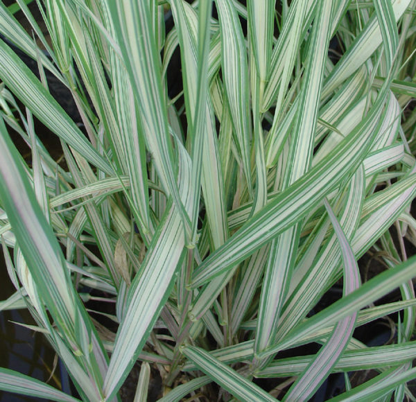 Phalaris arundinacea 'Picta'