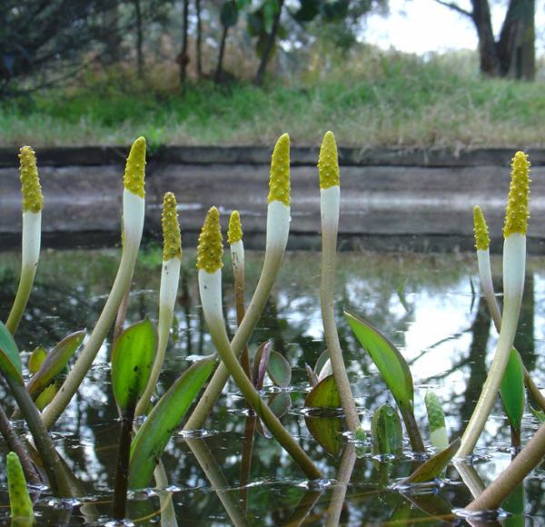 Orontium aquaticum