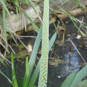 Cycnogeton procerum  syn. Triglochin procera