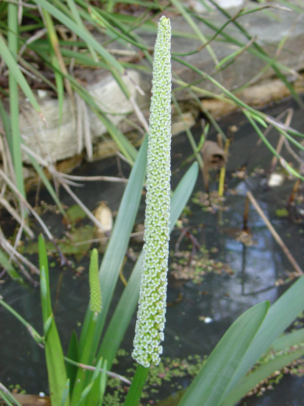 Cycnogeton procerum  syn. Triglochin procera
