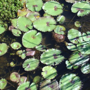 Nymphoides 'Goondawindi'