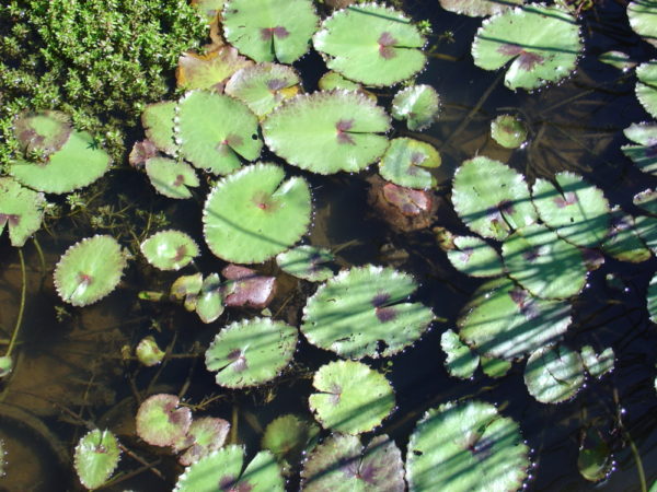 Nymphoides 'Goondawindi'