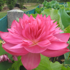 Nelumbo nucifera 'Hunter Blaze'