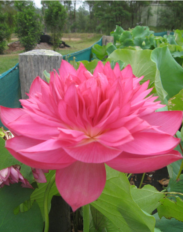 Nelumbo nucifera 'Hunter Blaze'