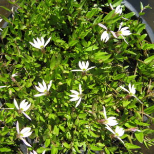 Isotoma fluviatilis