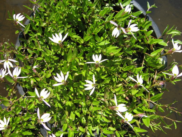 Isotoma fluviatilis
