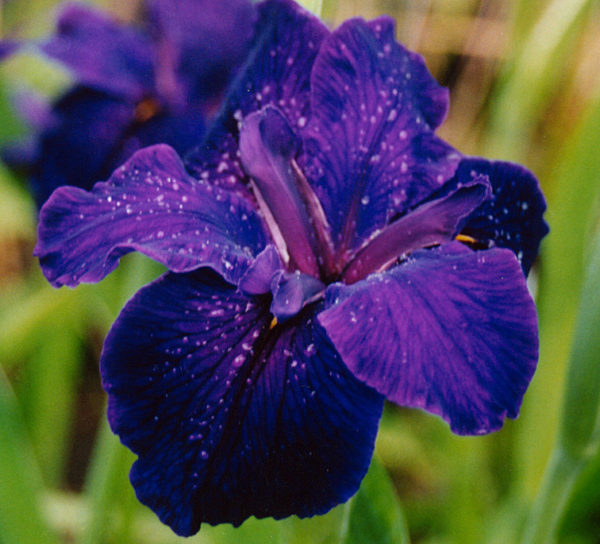 'Jeri'