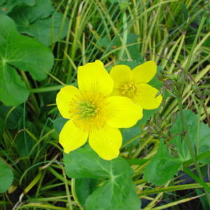 Caltha palustris