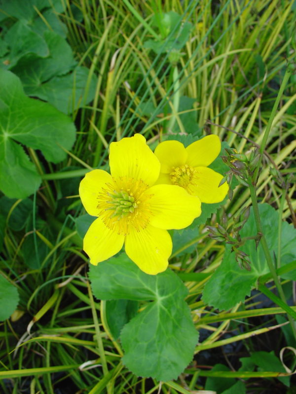 Caltha palustris