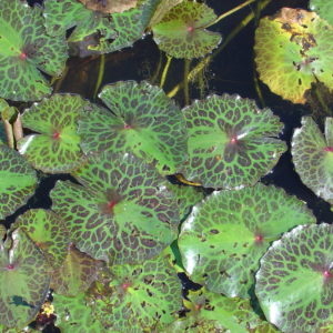 Nymphoides  crenata 'Purple mosaic'