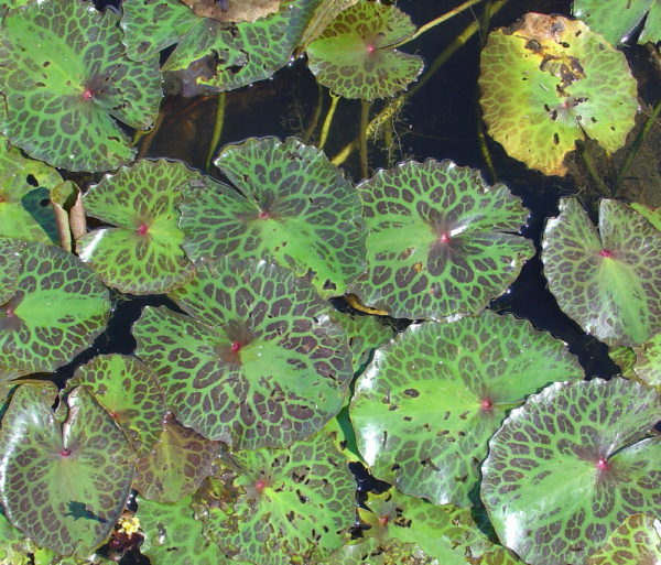 Nymphoides  crenata 'Purple mosaic'