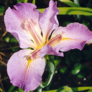 'Martina Hunter'