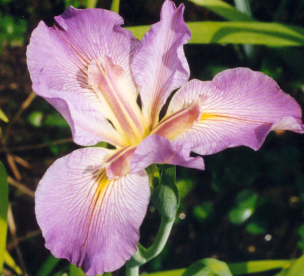 'Martina Hunter'