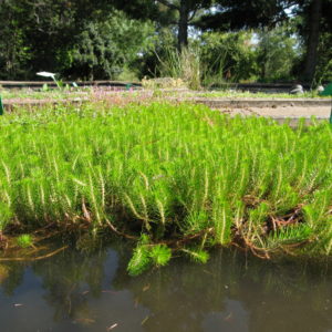 Myriophyllium propinquum
