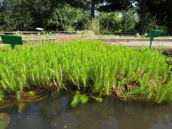 Myriophyllium propinquum