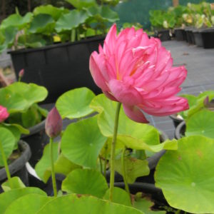 Nelumbo nucifera 'Momo Botan'