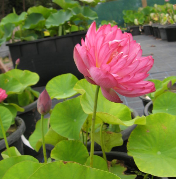 Nelumbo nucifera 'Momo Botan'