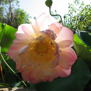 Nelumbo nucifera 'Mrs Perry Sloccum'