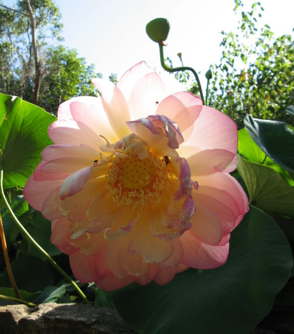 Nelumbo nucifera 'Mrs Perry Sloccum'