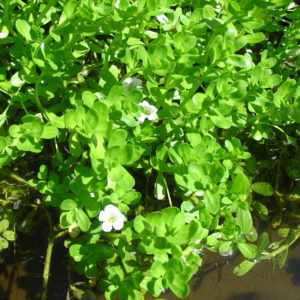 Bacopa monniera