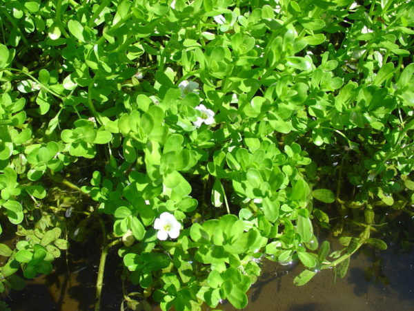 Bacopa monniera