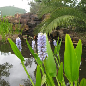 Pontederia cordata (pale lavender)