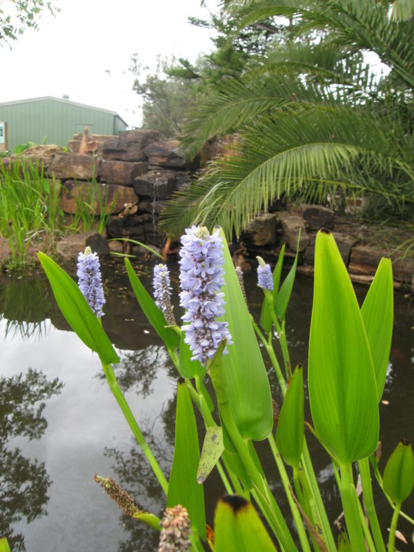 Pontederia cordata (pale lavender)