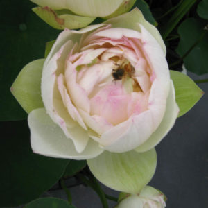 Nelumbo nucifera 'Pearl Blush'