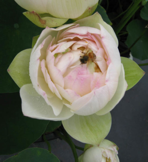 Nelumbo nucifera 'Pearl Blush'