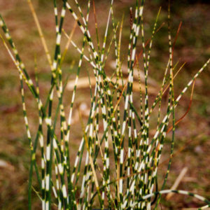 Schoenoplectus 'Zebrinus'