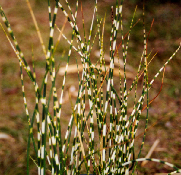 Schoenoplectus 'Zebrinus'