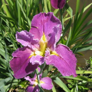 'Purple'