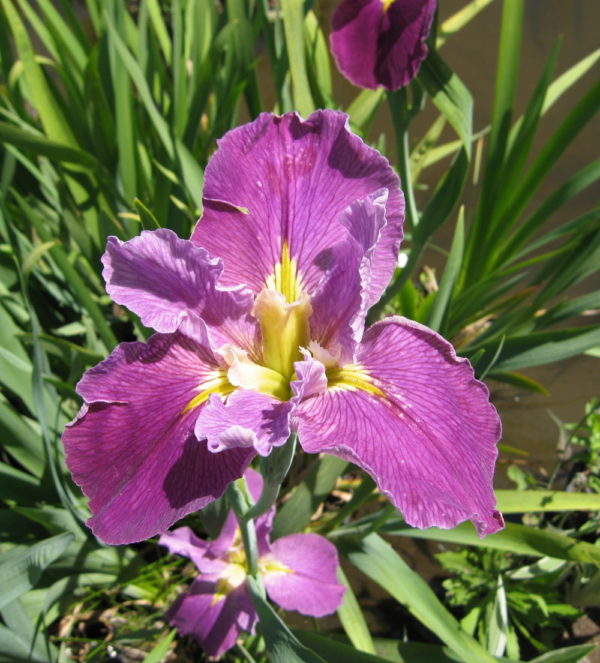 'Purple'