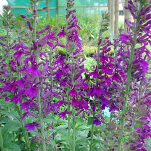 Lobellia vedrariensis
