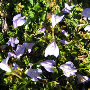 Mazus pumilo (purple)