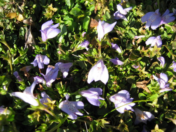 Mazus pumilo (purple)