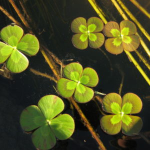 Marsilea mutica