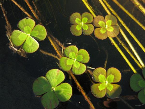 Marsilea mutica