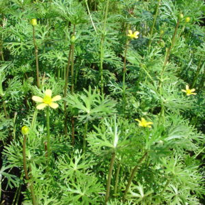 Ranununculus inundatus