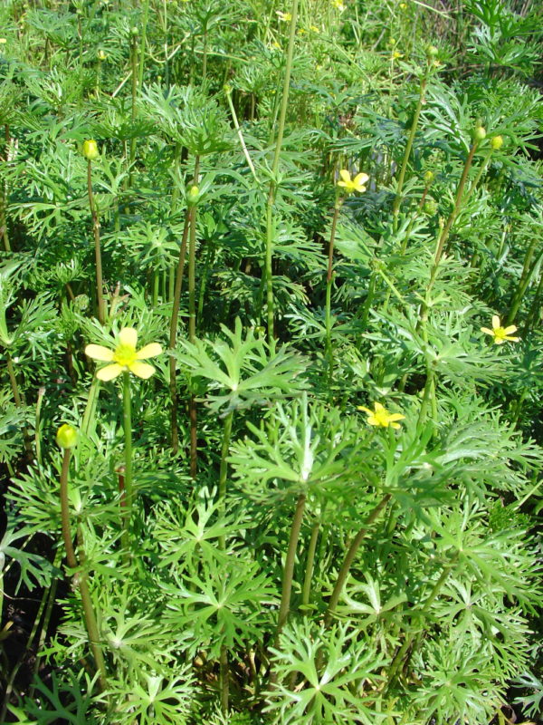 Ranununculus inundatus