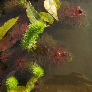 Myriophyllium crispatum