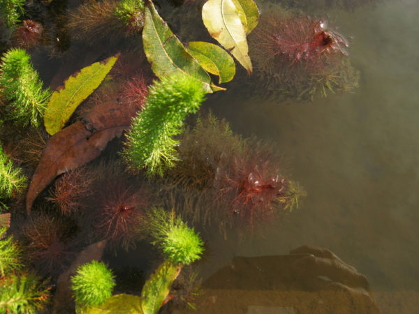 Myriophyllium crispatum