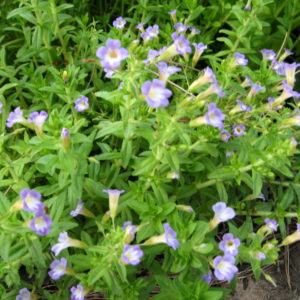 Limnophila aromatica