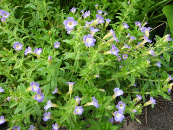 Limnophila aromatica