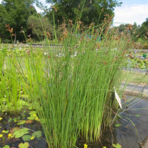 Schoenoplectus validus