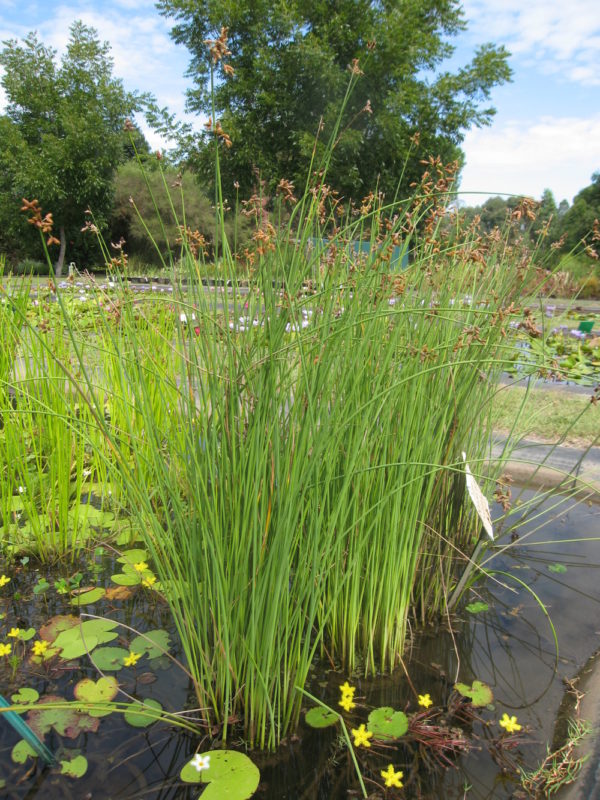 Schoenoplectus validus